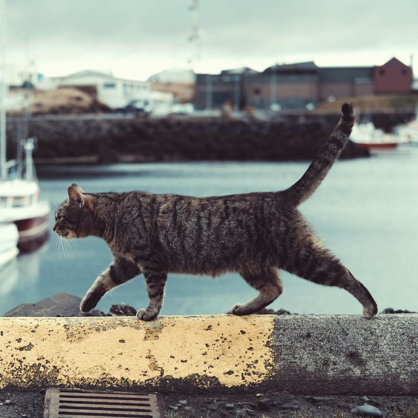 Europäisch Kurzhaar Katze läuft auf einer Mauer am Hafen