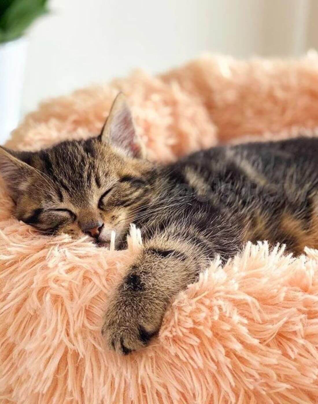 Britisch Kurzhaar Katze schläft auf einem orangenem Bett