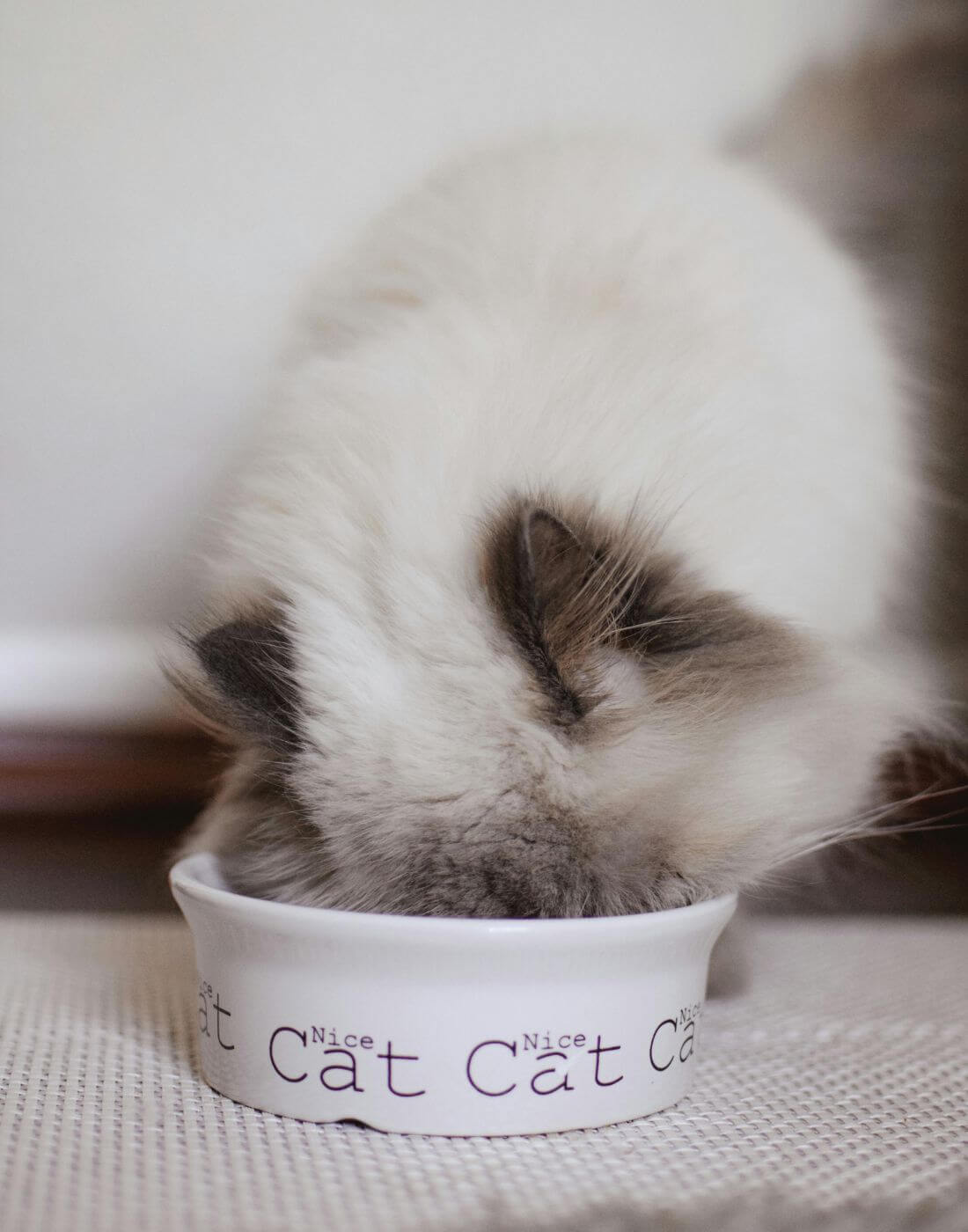 Weiße Katze isst auf einem Napf