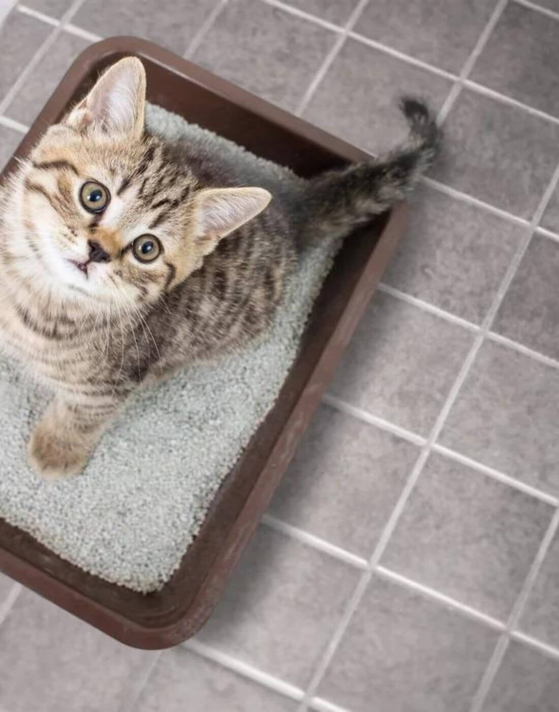 Kitten sitzt im Katzenklo