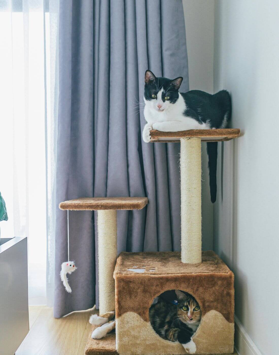 Katzen sitzen auf einem braunem Kratzbaum