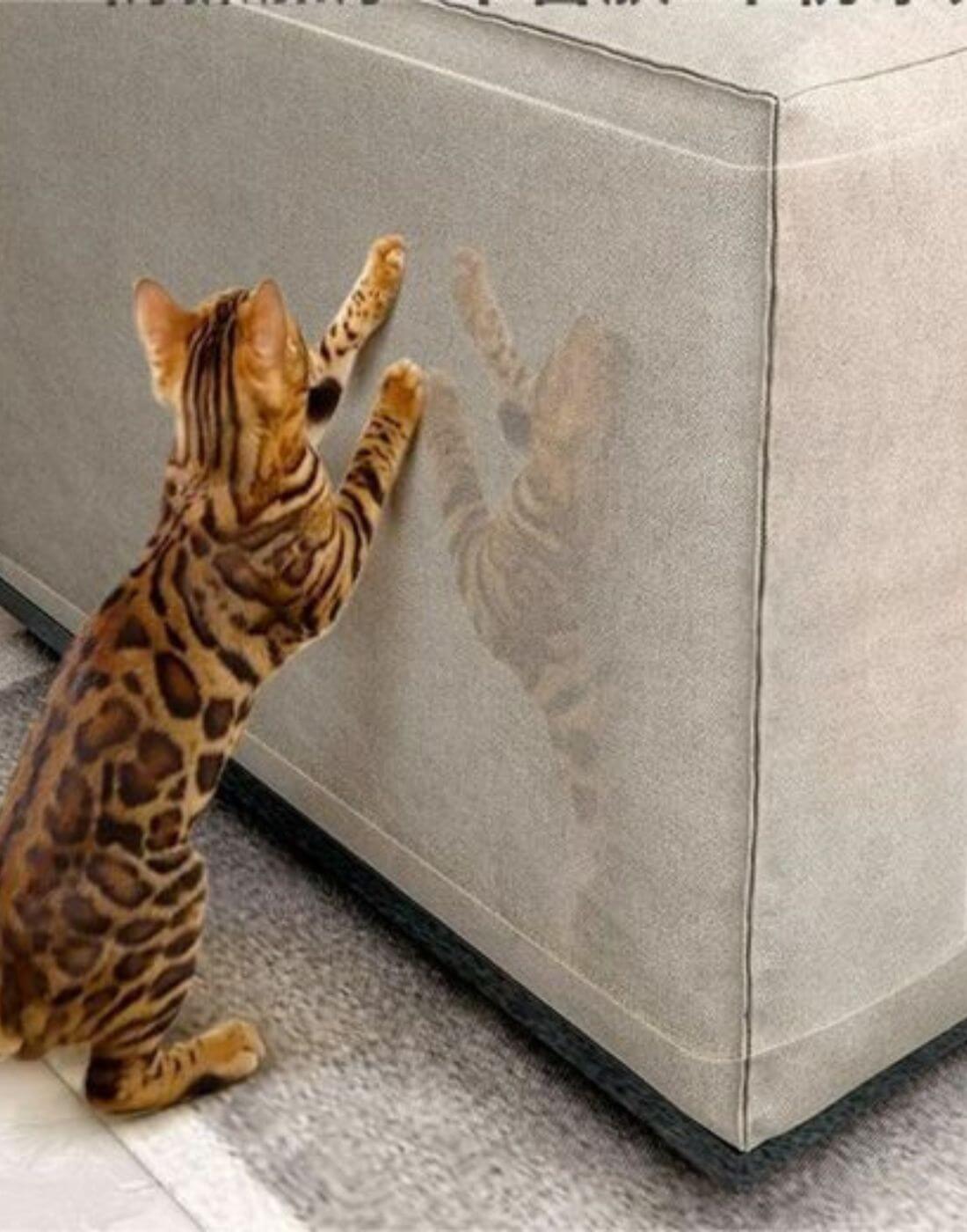 Orange getigerte Katze versucht am Sofa zu kratzen