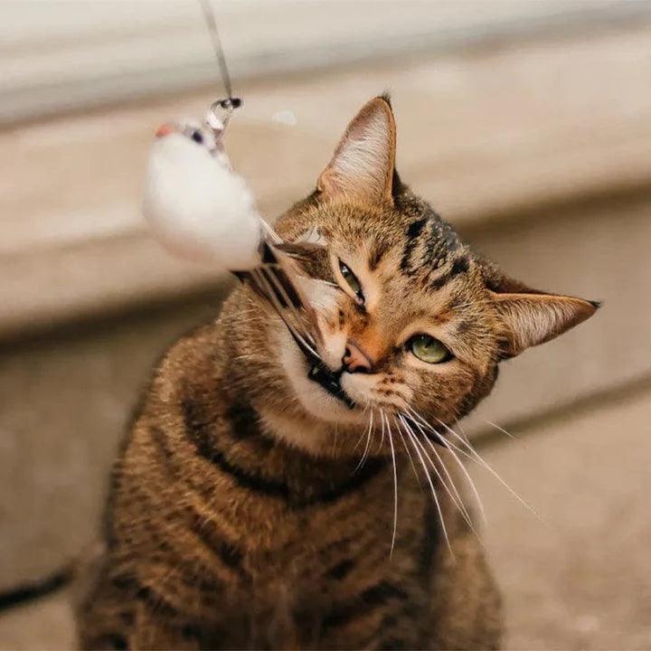 FederFrenzy - Jag den Vogel Spielzeuge Pepe the Cat