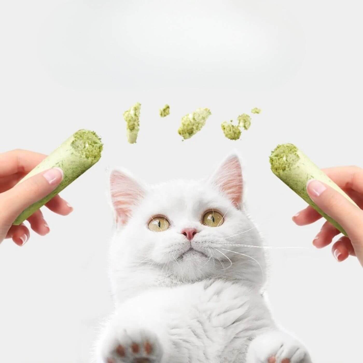 Über einer weißen Katze wird ein Katzenminze Stick abgebrochen