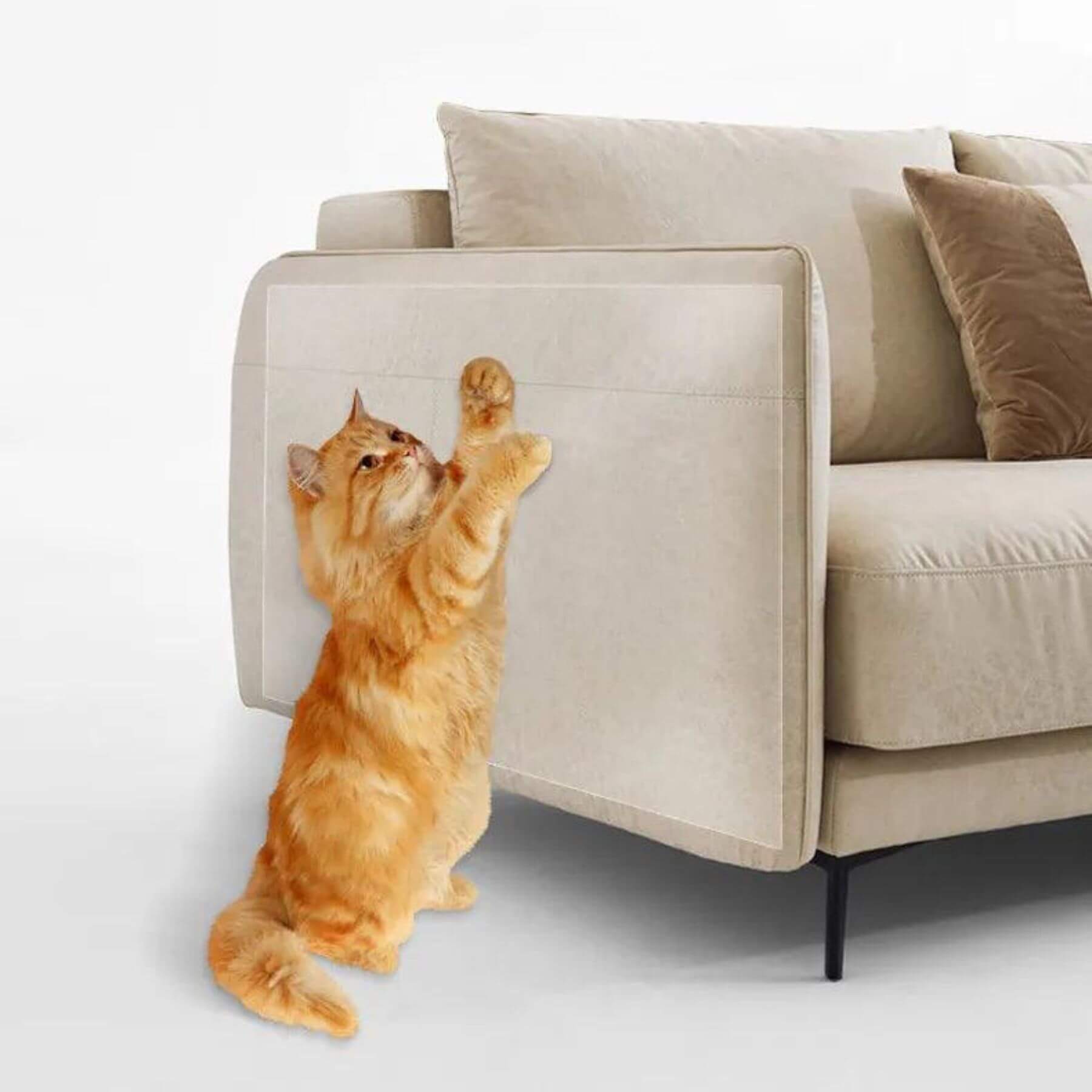 Kratzschutz fürs Sofa | Katzenmöbel schützen