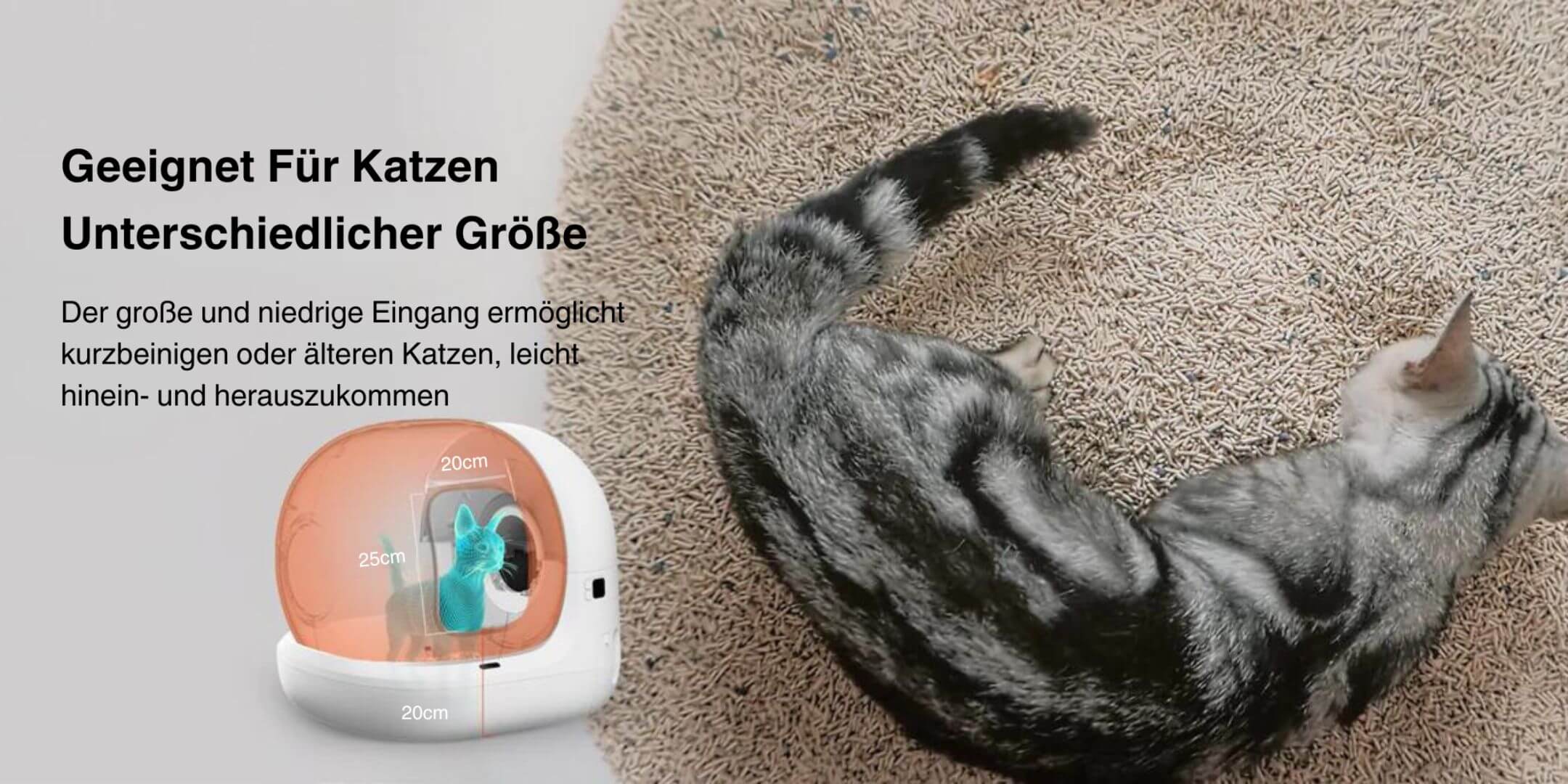 Getigerte Katze läuft in Katzenstreu herum