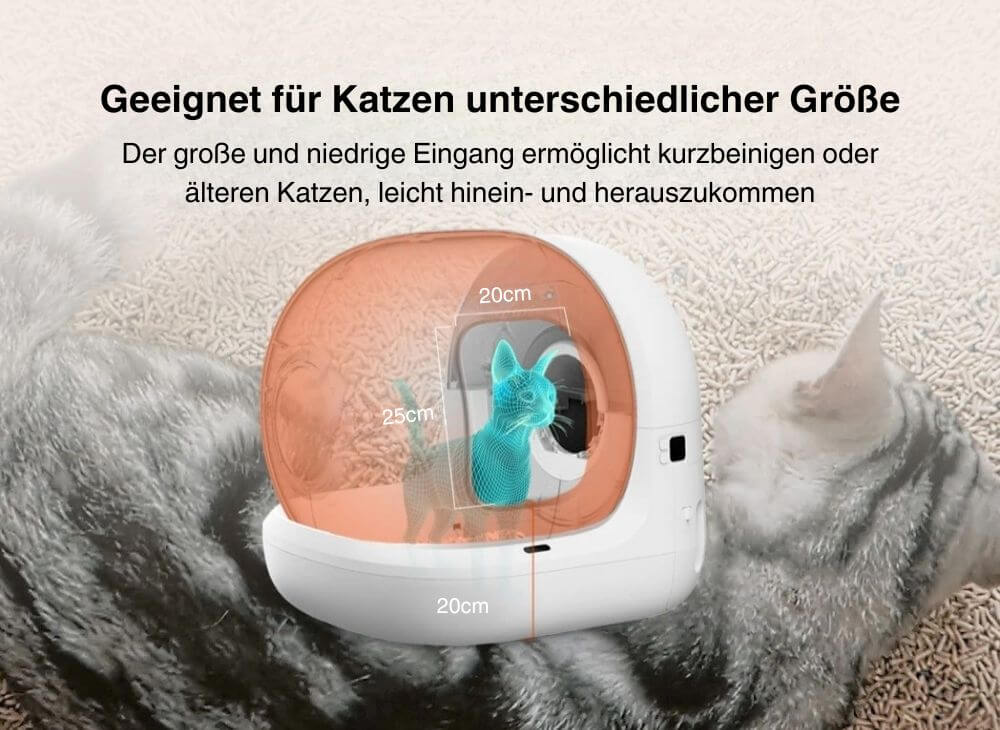 Getigerte Katze läuft in Katzenstreu herum