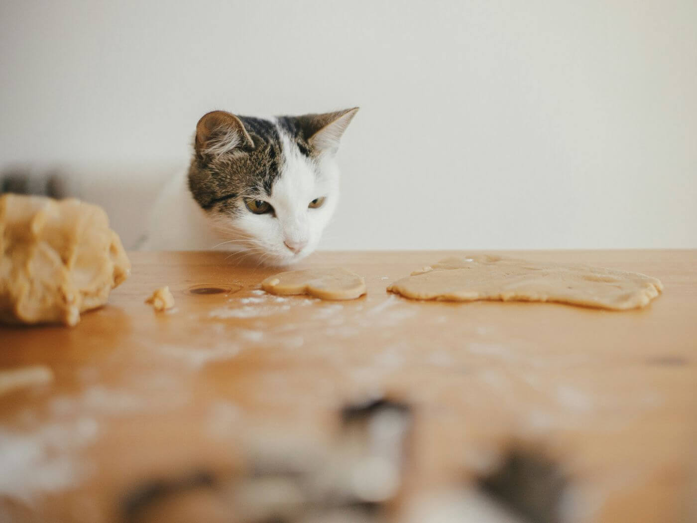 Katze sitzt am Esstisch und beobachtet einen flach ausgerollten Keksteig