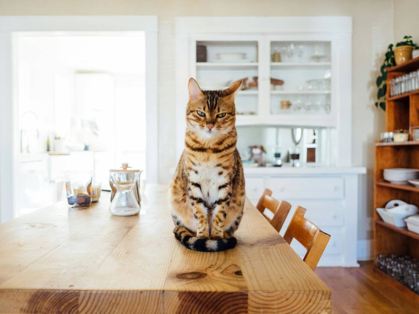 Orangene Katze sitzt zentral auf einem Esstisch und schaut grimmig