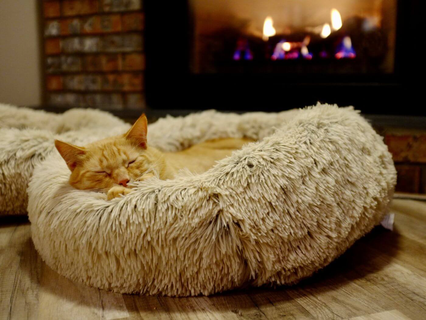 Orangene Katze liegt in einem Kuschelbett und schläft. Hinter ihr ist ein Lagerfeuer.