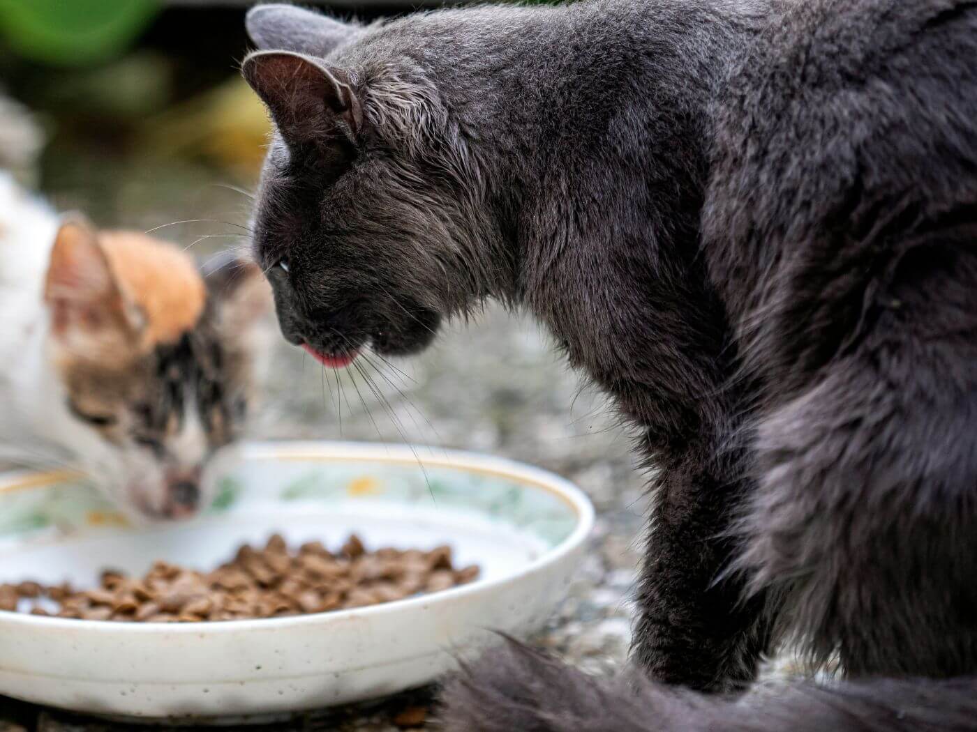 Zwei Katzen essen aus einem Napf