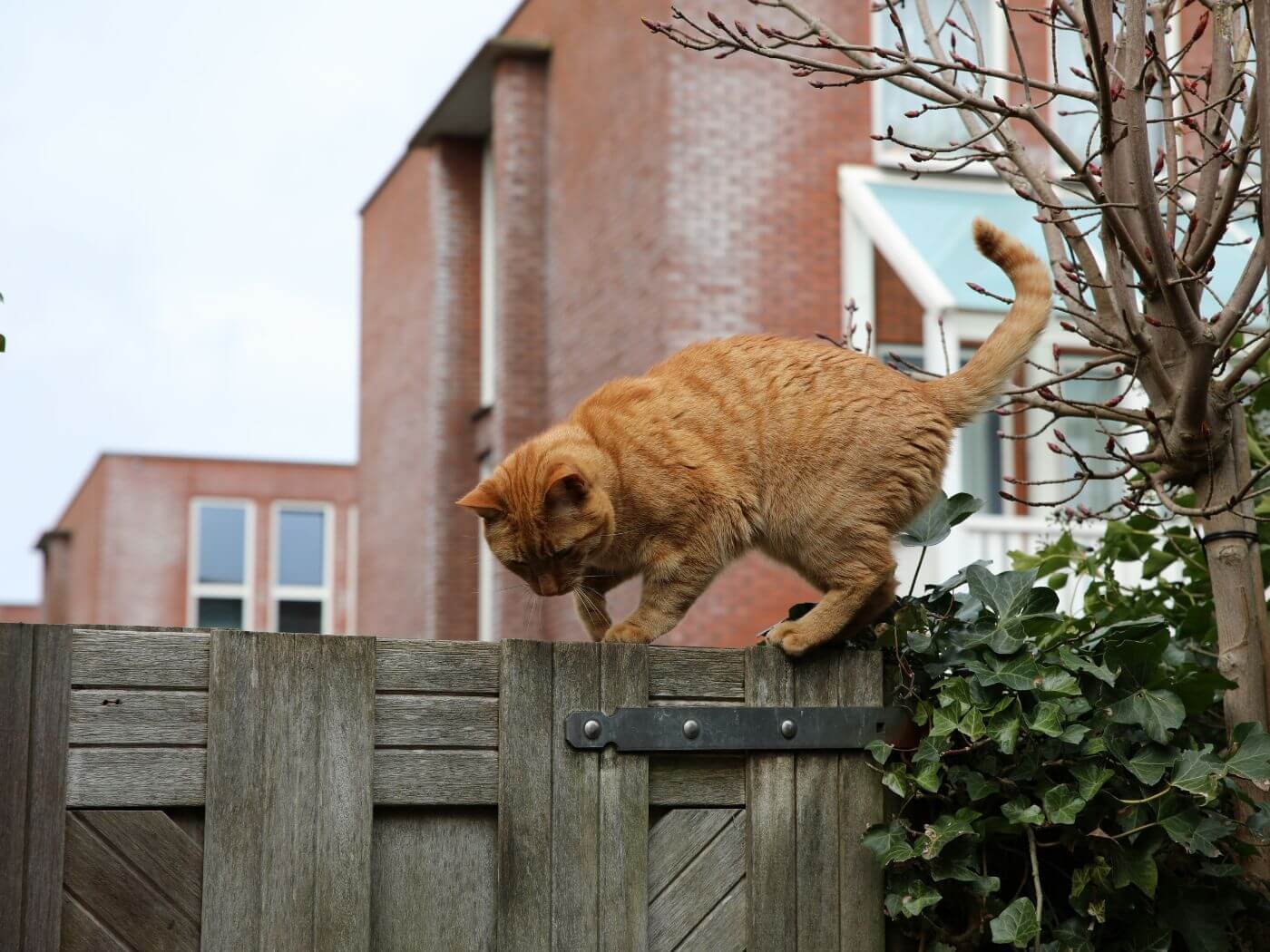 Orangene Katze klettert auf einem Zaun aus Holz und schaut hinunter