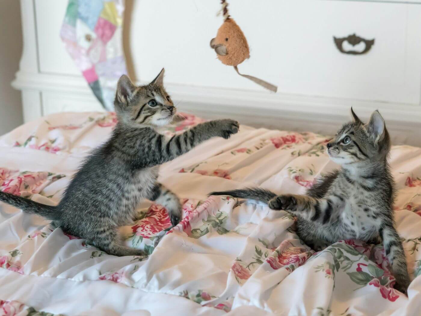 Kitten spielen auf einem Bett mit einem Spielzeug Maus