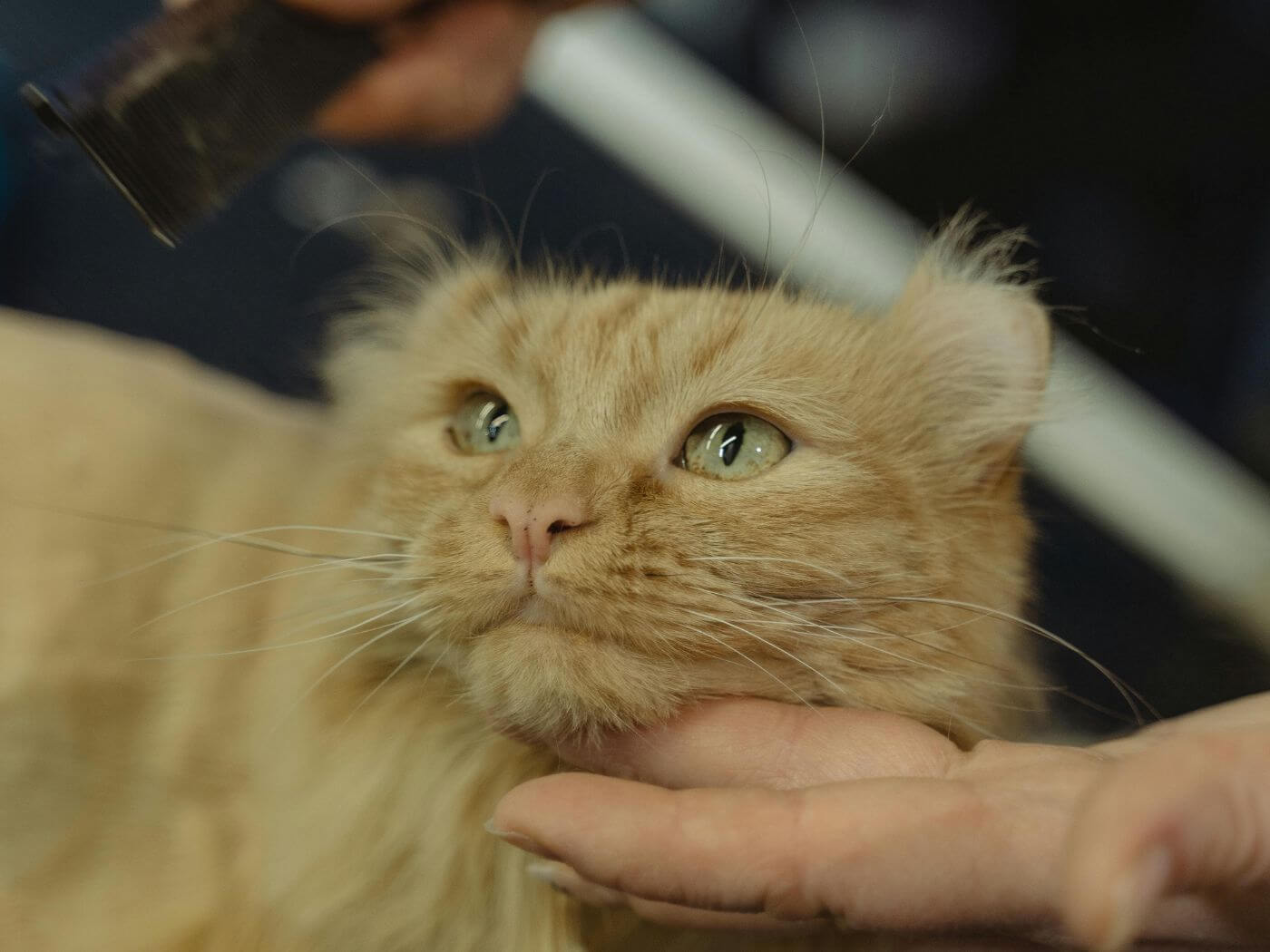 Orangene Katze wird gekämmt 