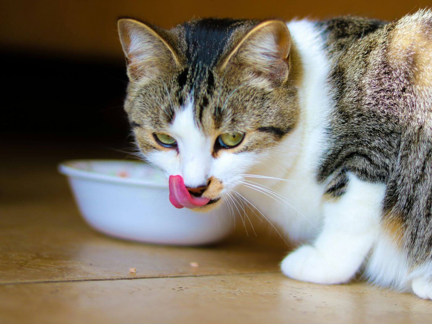 Katze isst aus einem Futternapf und schaut in die Richtung der Kamera