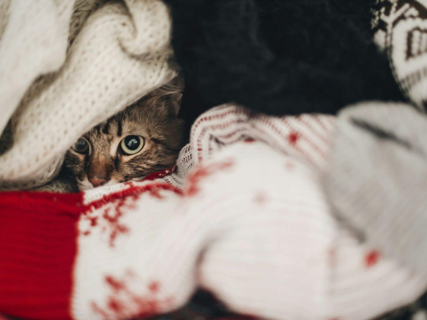 Katze versteckt sich zwischen einem Kleiderhaufen