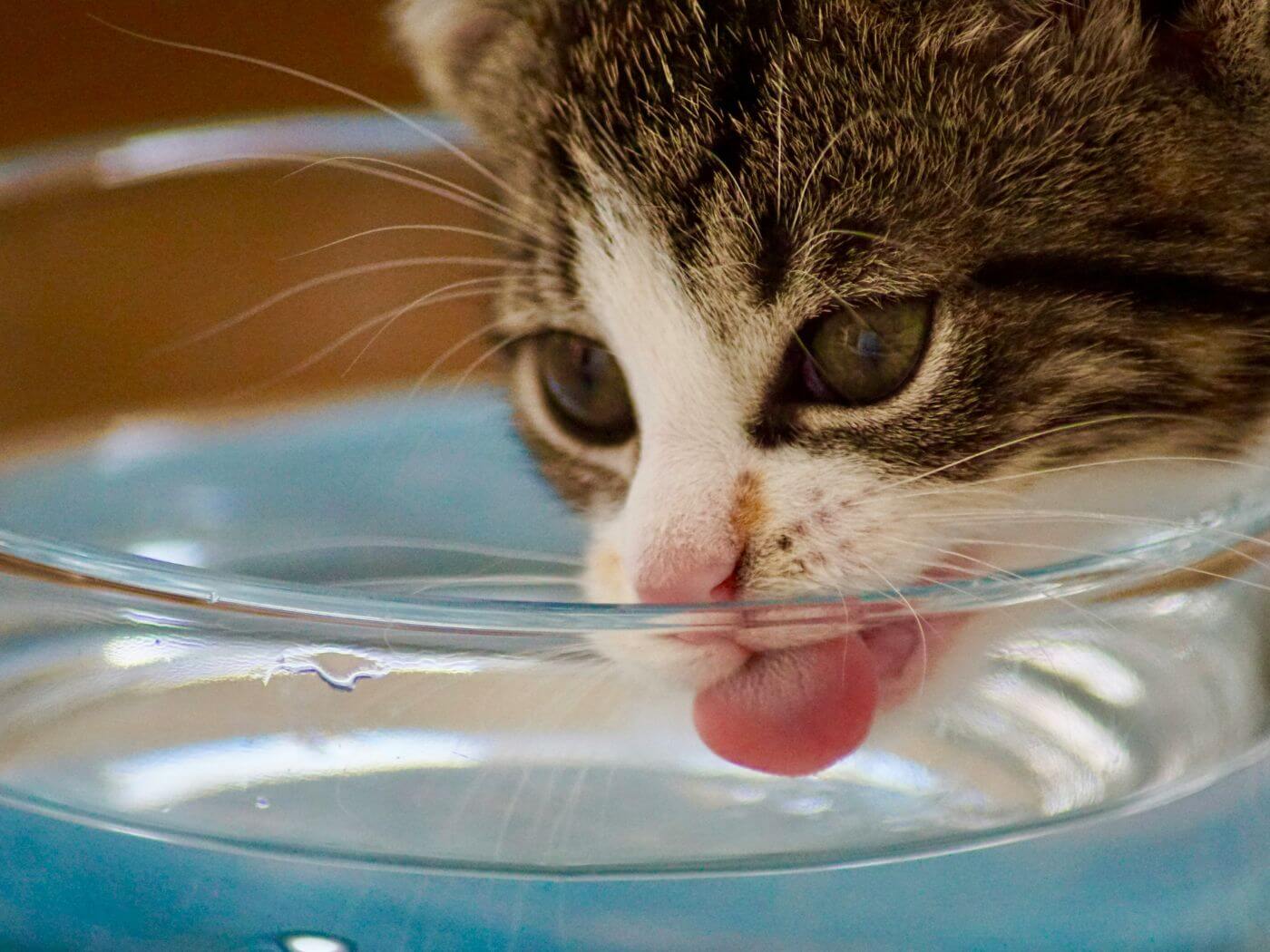 Katze trinkt Wasser aus einer Glas-Schale