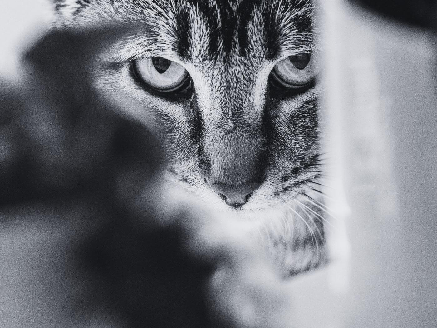 Katze versteckt sich und schaut direkt in die Kamera