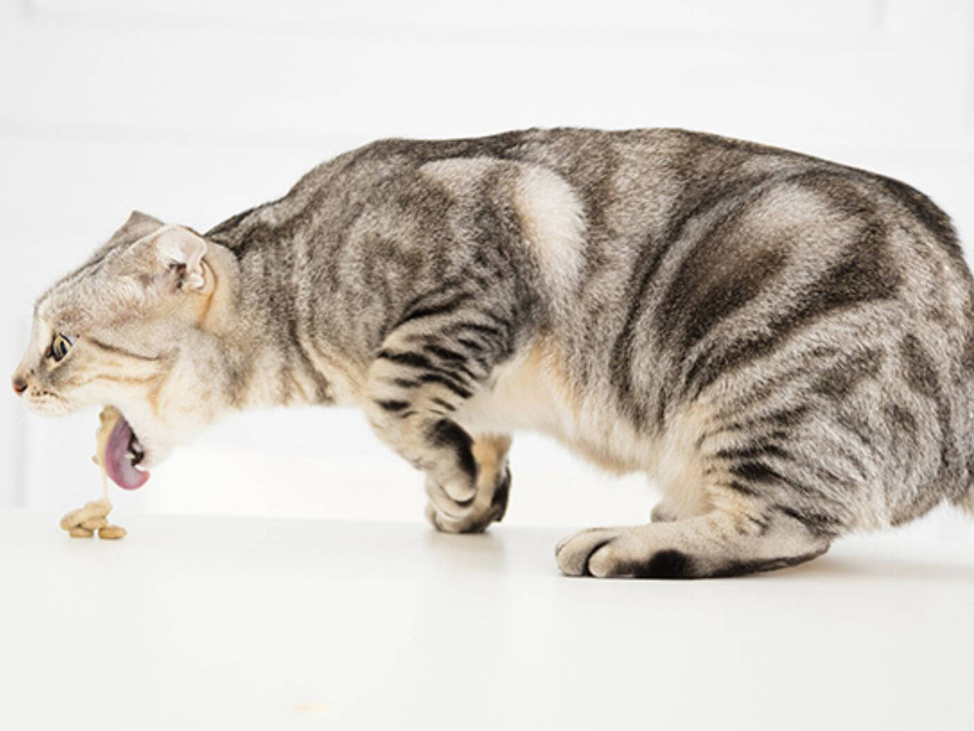 Graue Katze erbricht