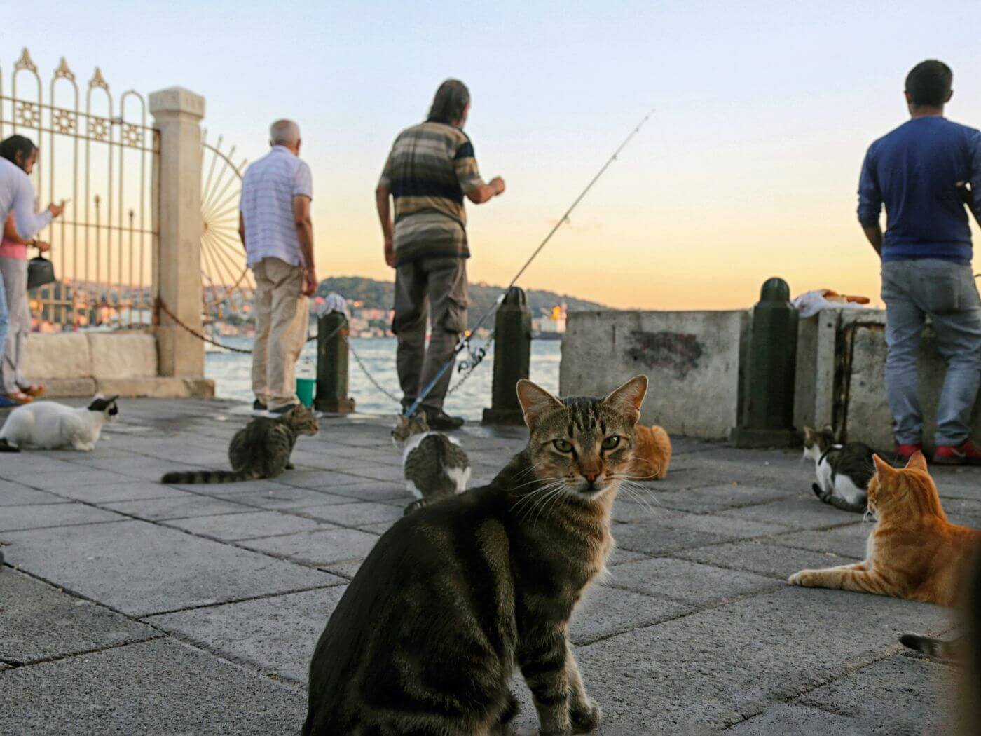 Gruppe von Katzen am Wasser mit Fischern im Hintergrund bei Sonnenuntergang – Urlaub mit Katze in einer entspannten Umgebung