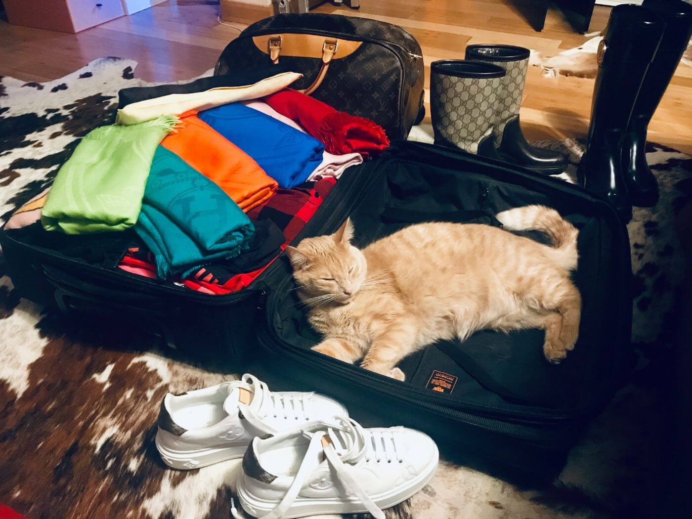 Orangene Katze schläft neben Kleidern in einem offenem Koffer