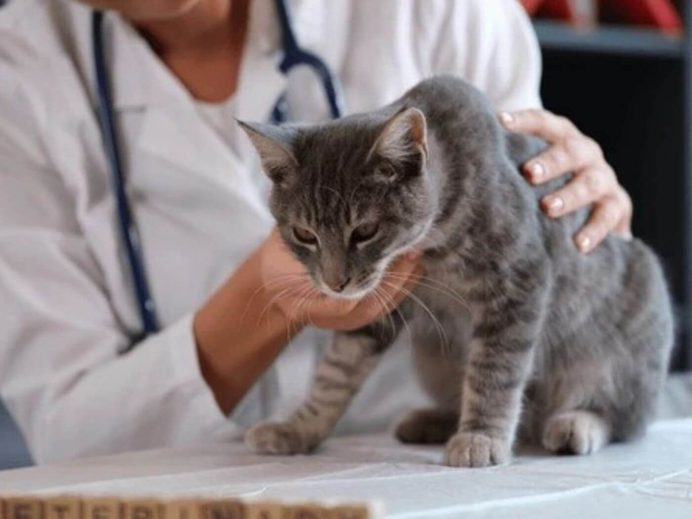 Graue Katze wird von einem weiblichem Veterinär behandelt