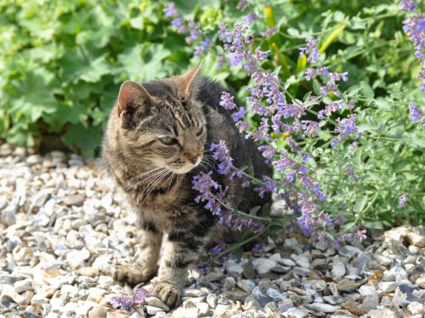 Europäisch Kurzhaar Katze sitzt im Garten zwischen Katzenminze Pflanzen und schaut in die Ferne