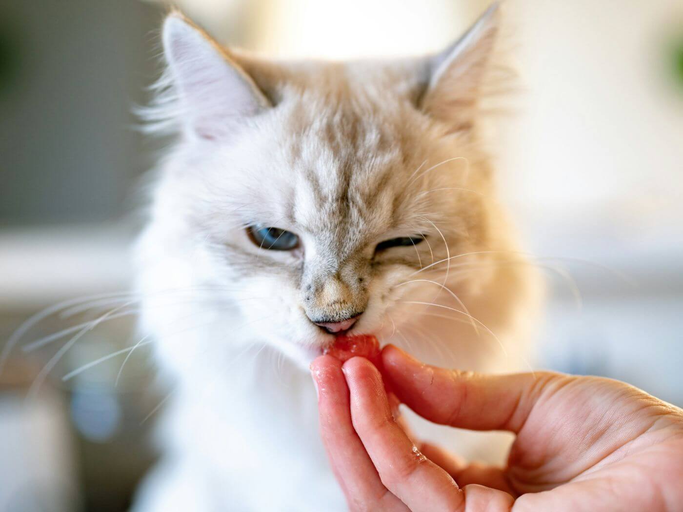 Einer weißen Katze wird aus der Hand Futter angeboten und die Katze zieht eine Grimasse