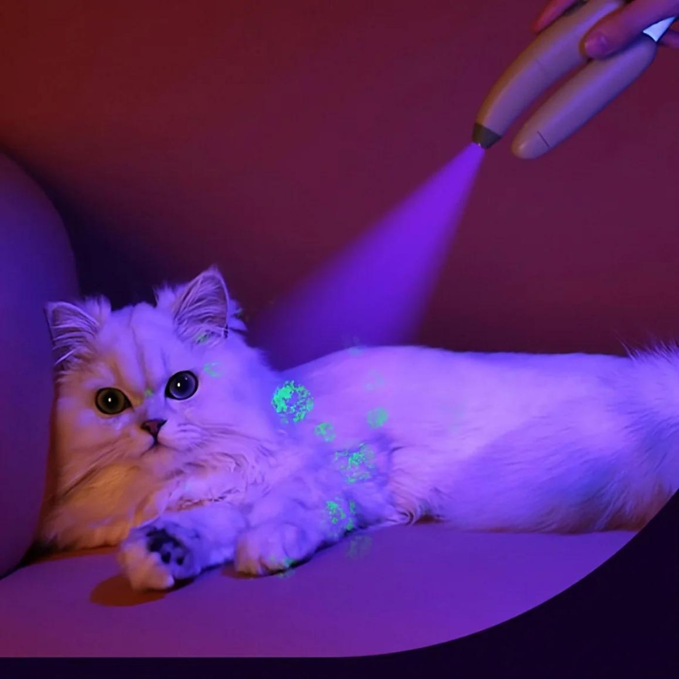 Weiße Katze wird mit dem UV-Licht des LED Krallenschneider Caesars beleuchtet und es sind leuchtende Flecken sichtbar