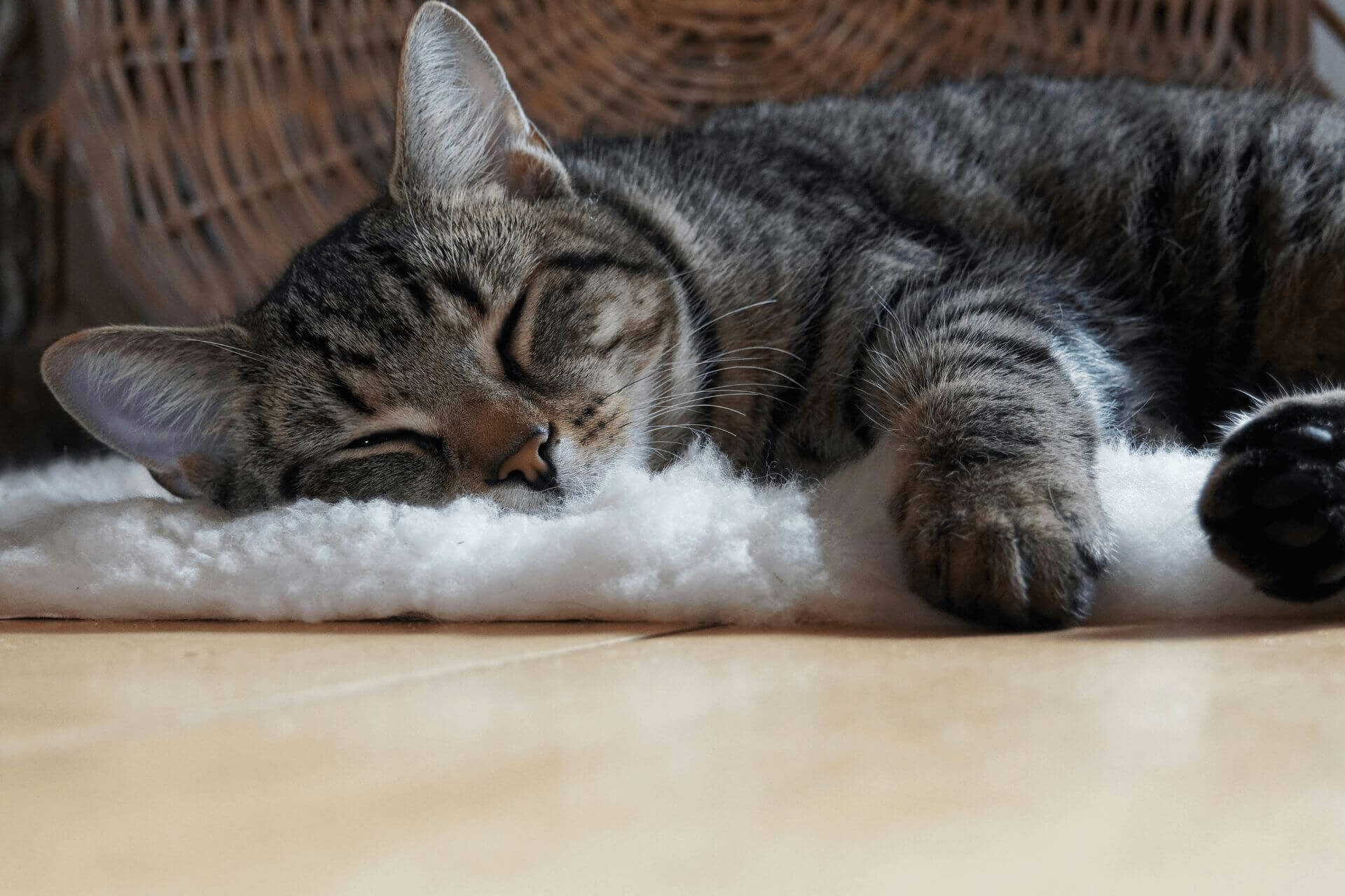 Europäisch Kurzhaar Katze schläft auf Schafspelz