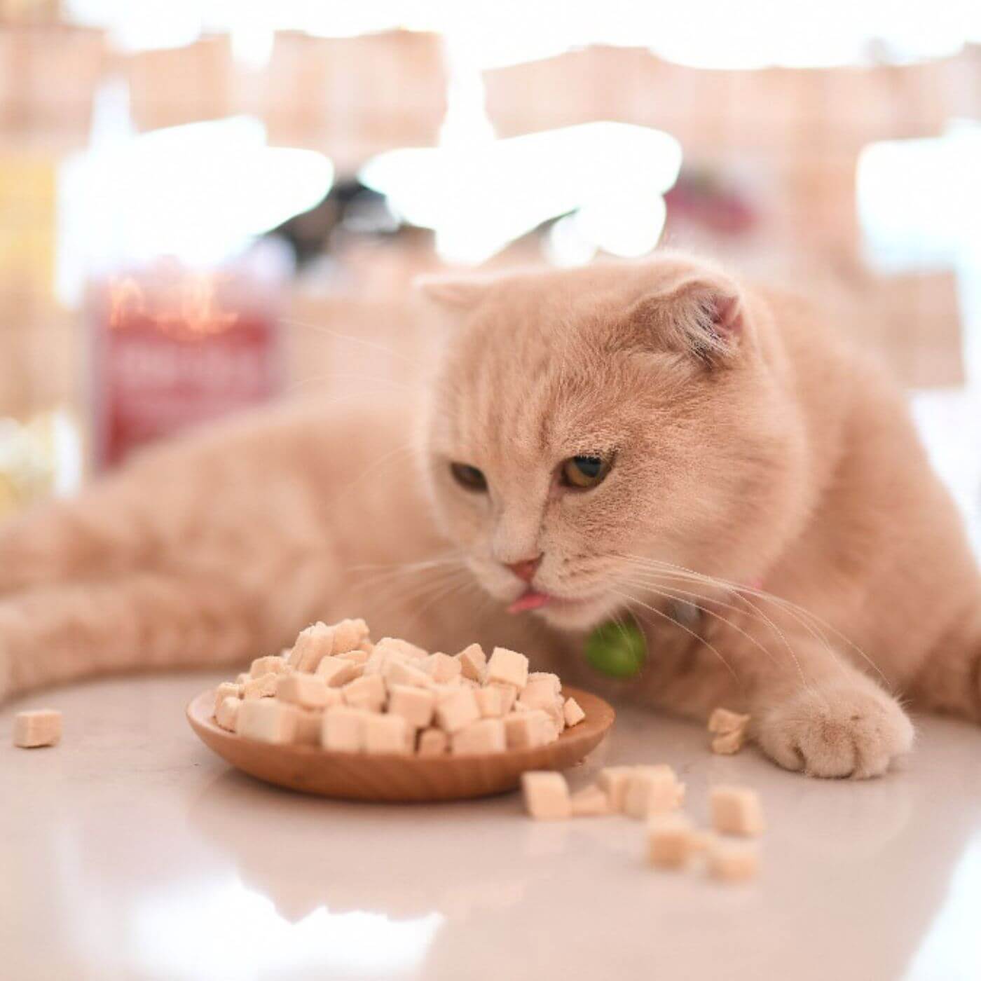 Graue Katze isst gefriergetrocknetes Futter