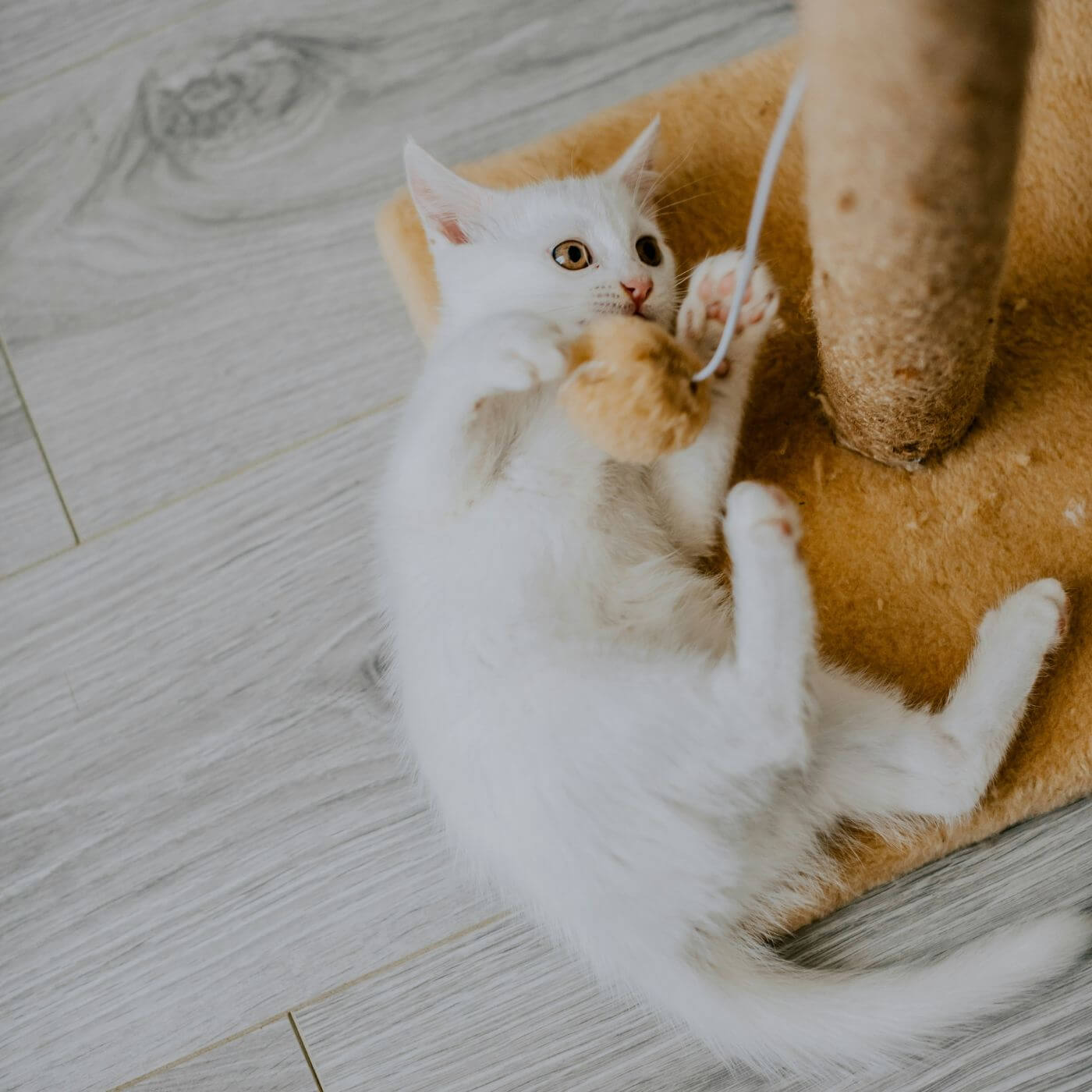 Weißes Kitten spielt mit einem Kratzbaum