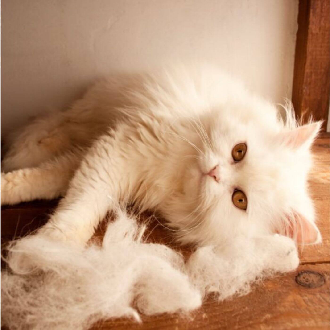Weiße Katze liegt auf dem Boden neben ihrem abgebürstetem Fell