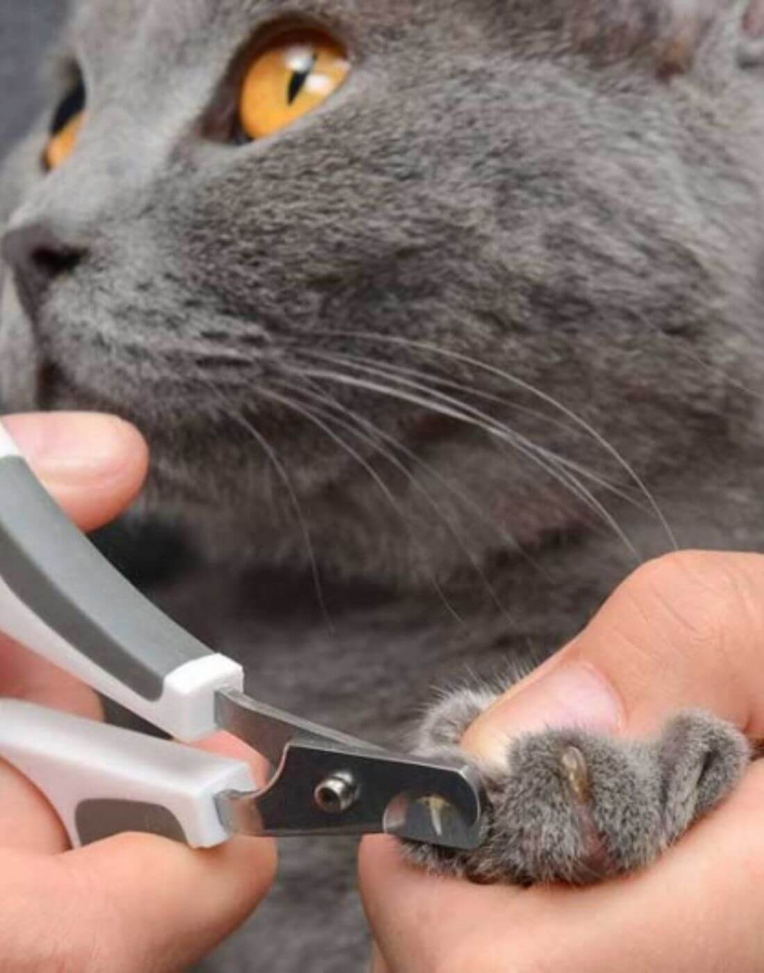 Britisch Kurzhaar Katze werden die Nägel geschnitten