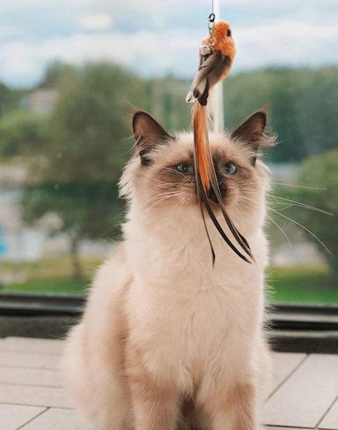 Perser Katze spielt mit einem Spielzeug Vogel