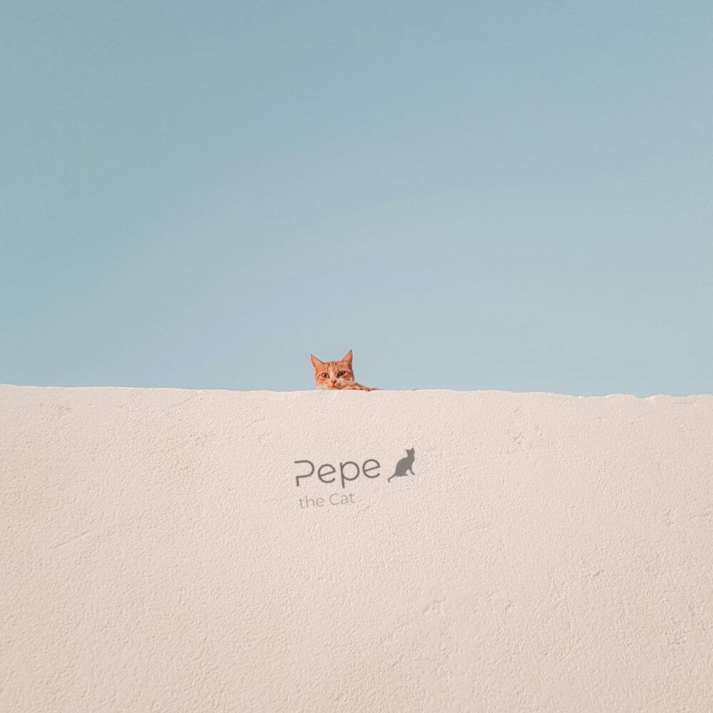 Orangene Katze sitzt auf einer Mauer