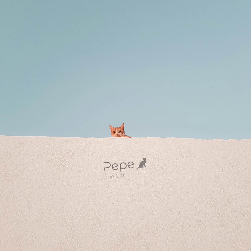 Orangene Katze sitzt auf einer Mauer