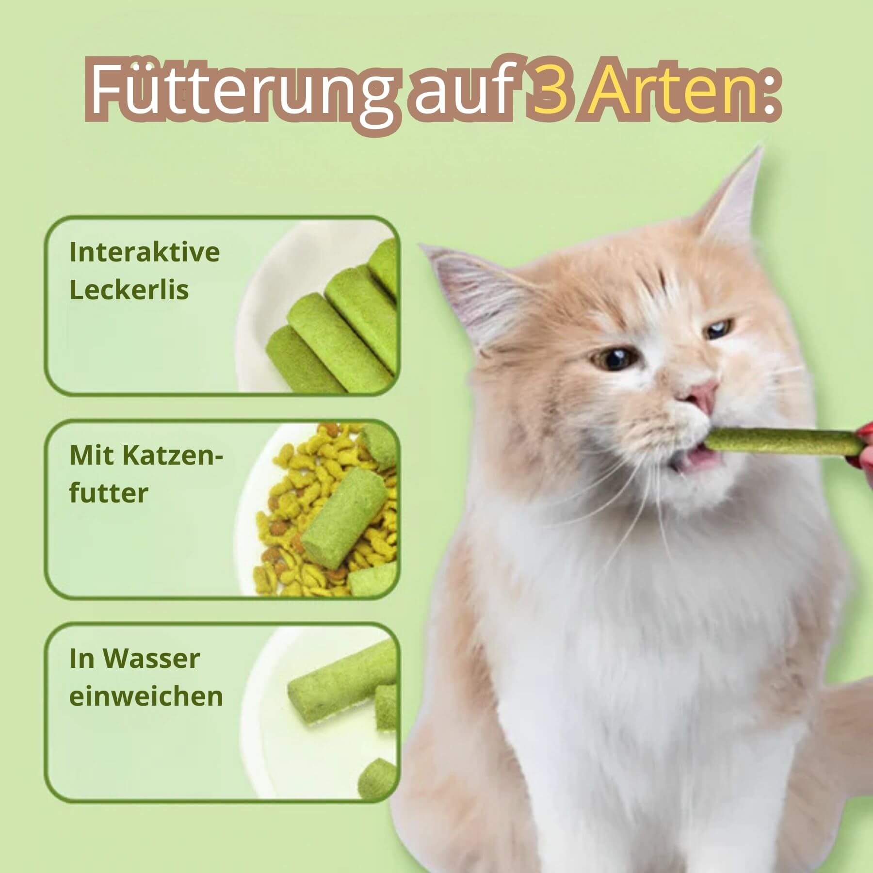 Drei Arten um die Katze mit dem Katzenminze Stick zu füttern