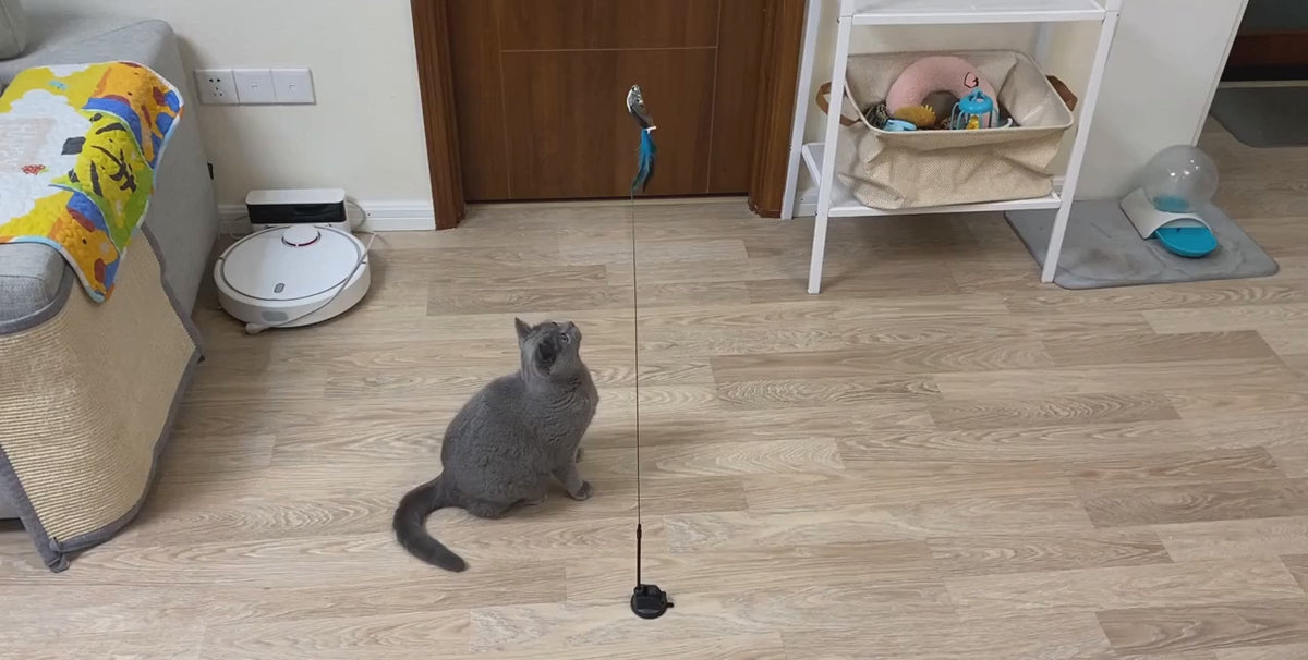 Graue Katze spielt mit Spielzeug Vogel